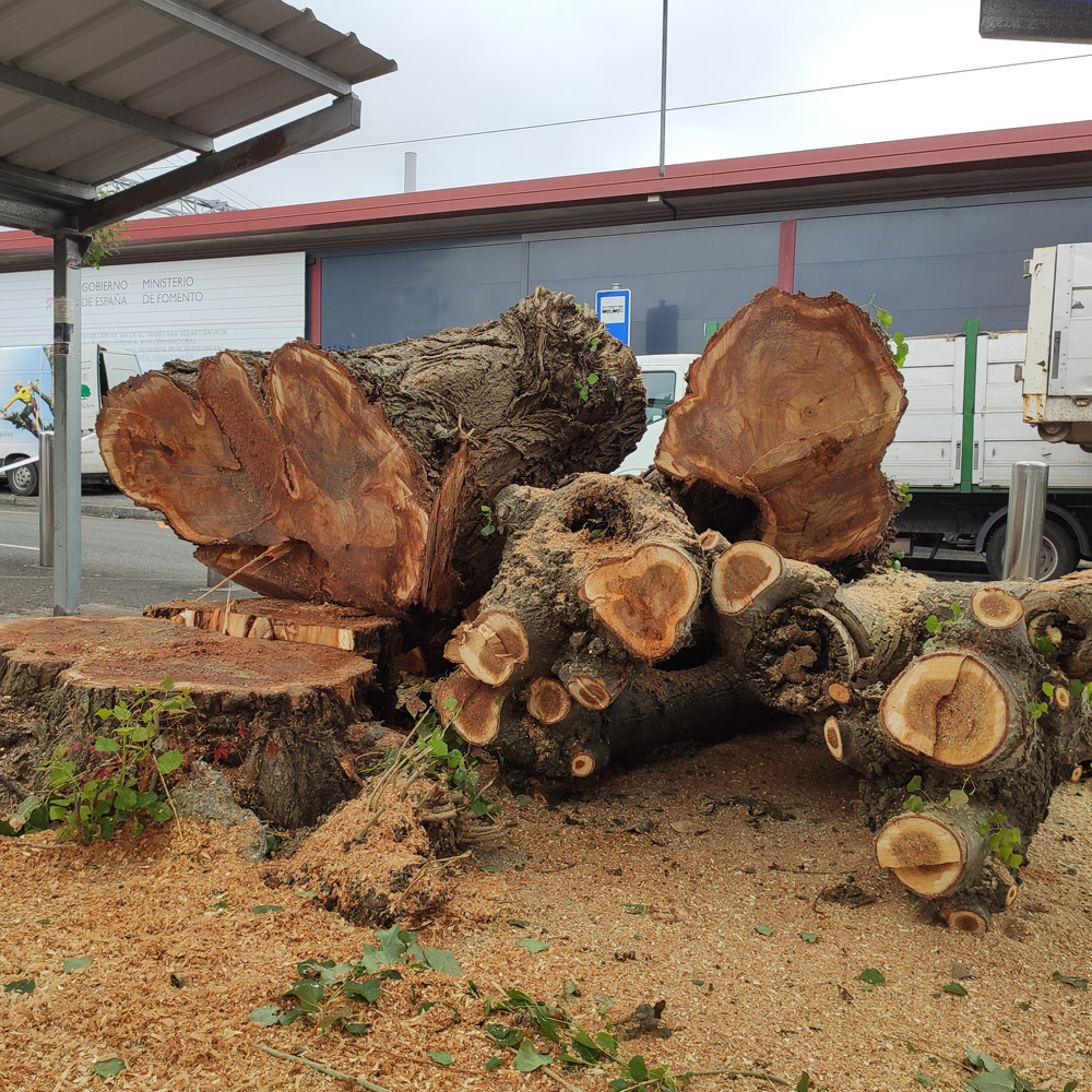 Tala de árbol en irun